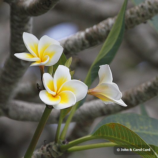 J01_1920 Frangipani.JPG